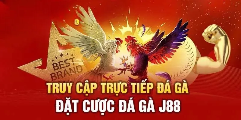 Sảnh chơi đá gà online đẳng cấp hàng đầu